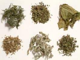 etnobotanice