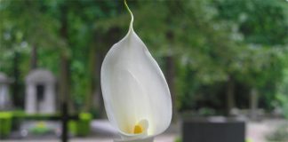 floara-cala