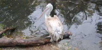 pelican-delta-dunarii