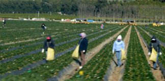 muncitori-pamant-spania