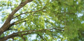 vertij-padure-verdeata-ARHIVAFOTO