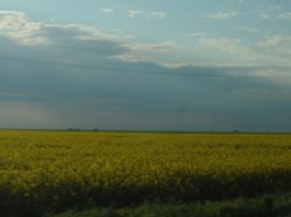 mediu-natura-ecologie