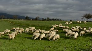 agricultura-apia