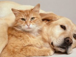 Magazine online cu mancare, accesorii si farmacii veterinare pentru caini si pisici pe PetsMania